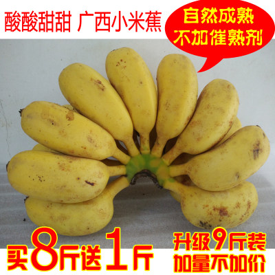 广西小米蕉酸甜香蕉新鲜水果banana现摘无催熟剂小香蕉包邮9斤