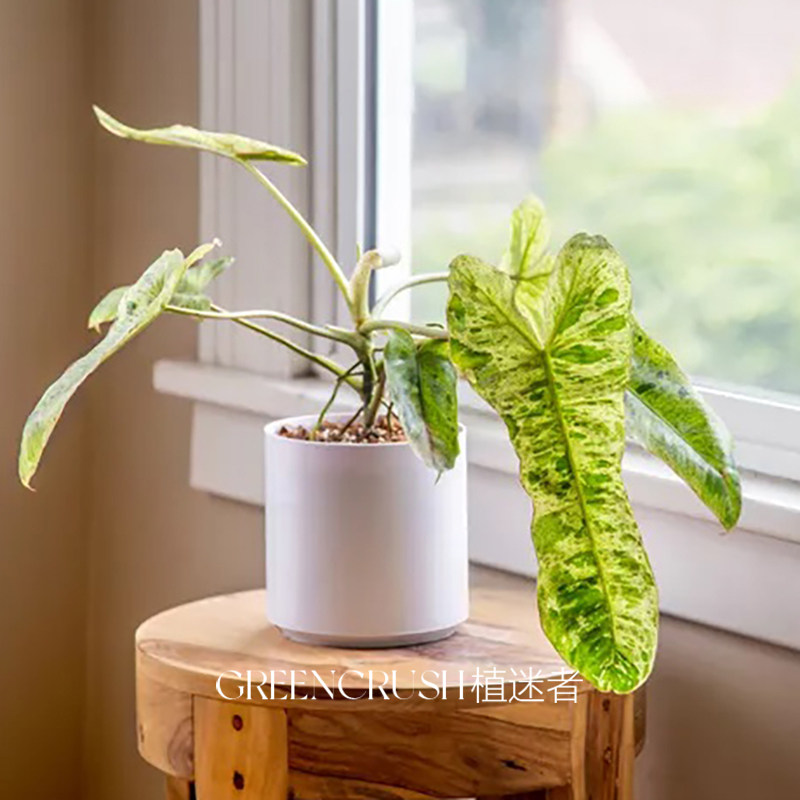 绿天堂锦蔓绿绒热植热带植物客厅阳台桌面盆栽绿植植迷者,鲜花速递/花卉仿真/绿植园艺,蔓绿绒,淘宝优惠券,粉丝福利购,淘宝优惠卷