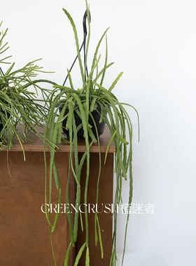 丝苇垂吊植物绿植盆栽好看好养室内客厅阳台植迷者