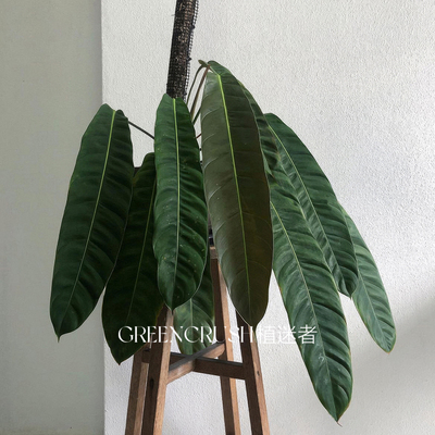 PP蔓绿绒Philodendron Patriciae室内垂吊垂挂观叶热植好养盆栽