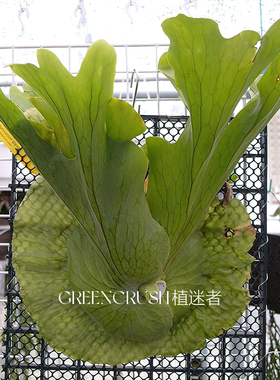 鹿角蕨女王蕨二歧亚猴鹿角蕨热带上墙植物蕨类盆栽客厅植迷者