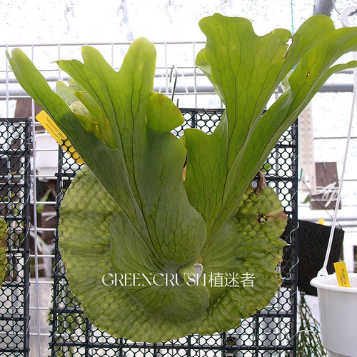 鹿角蕨女王蕨二歧亚猴鹿角蕨热带上墙植物蕨类盆栽客厅植迷者