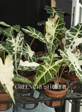 大仙女锦海芋锦化植物观叶耐看高质感高颜值植物盆栽植迷者