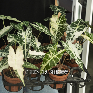 大仙女锦海芋锦化植物观叶耐看高质感高颜值植物盆栽植迷者