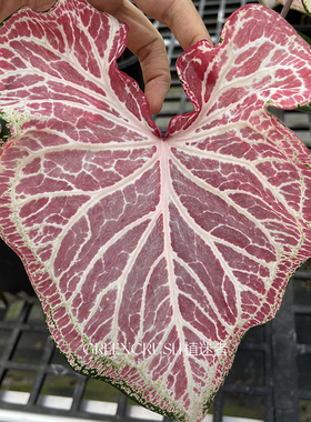 胡椒薄荷红胡椒白胡椒彩叶芋种球美国进口球网红绿植观叶植物好养