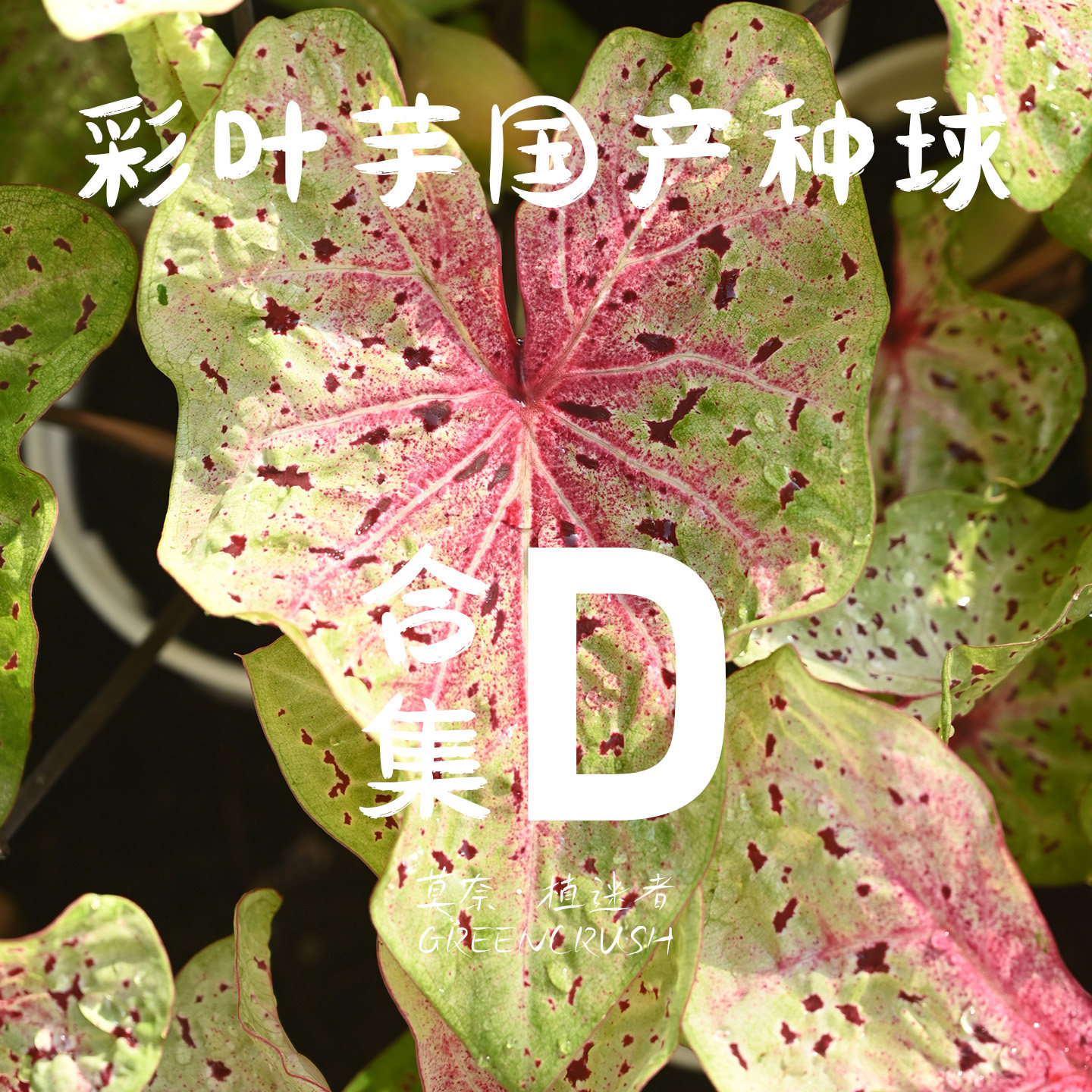 彩叶芋国产种球D米菲小姐胡椒薄荷粉色宝石春萌月光覆盆子粉红豹