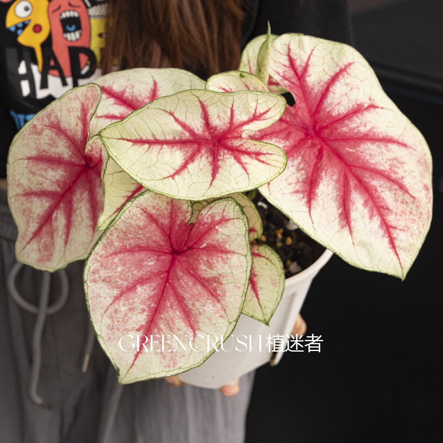 彩叶芋国产盆栽合集莫奈.植迷者