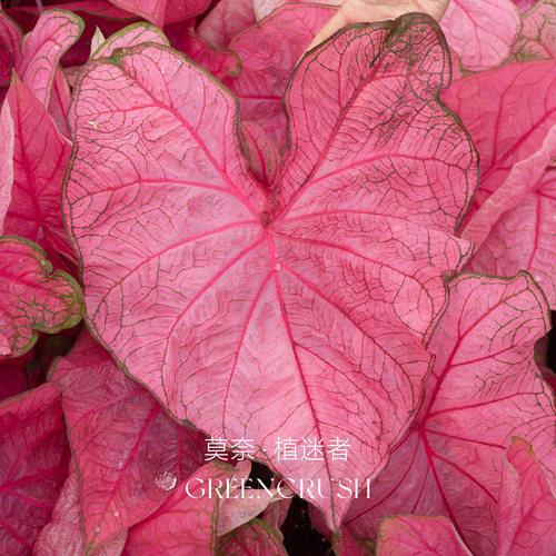 彩叶芋进口种球安妮植迷者