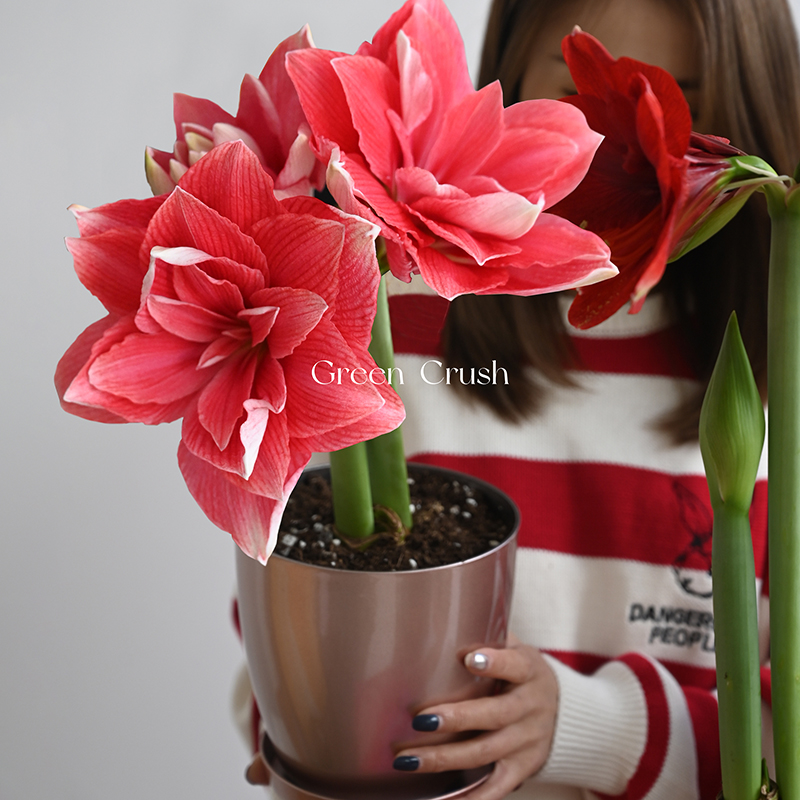 朱顶红盆栽礼盒荷兰进口花色超多