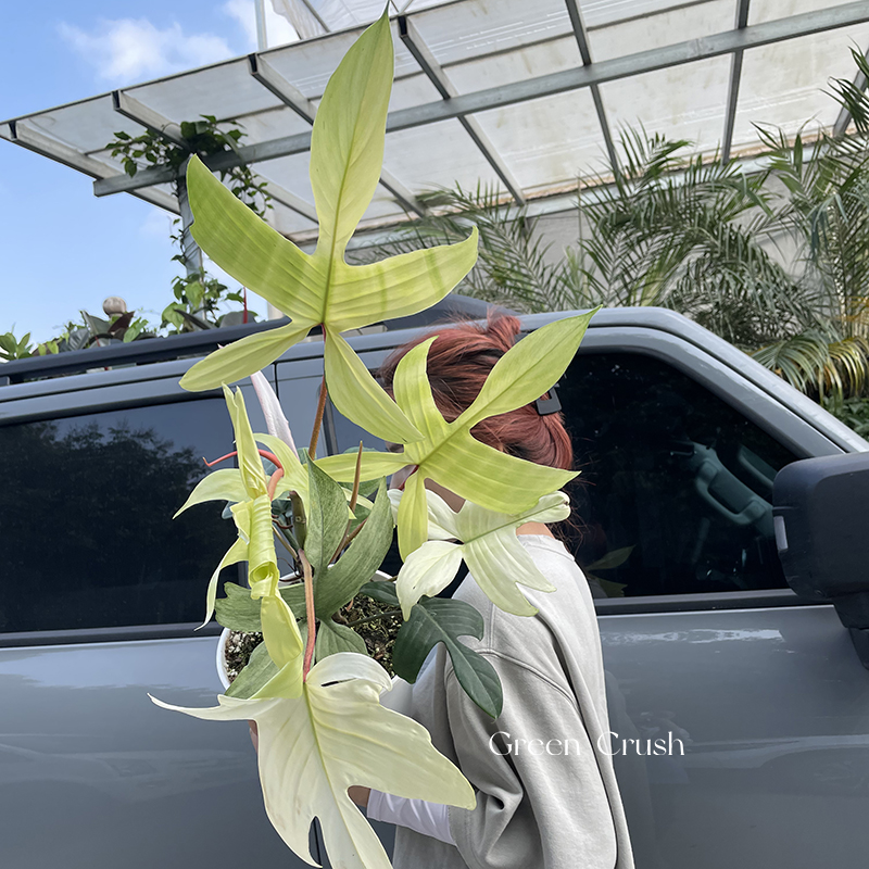 佛罗里达美人锦幽灵飞机蔓绿绒进口室内观叶绿植盆栽植迷者 鲜花速递/花卉仿真/绿植园艺 绿植 原图主图