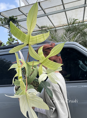 佛罗里达美人锦幽灵飞机蔓绿绒进口室内观叶绿植盆栽植迷者