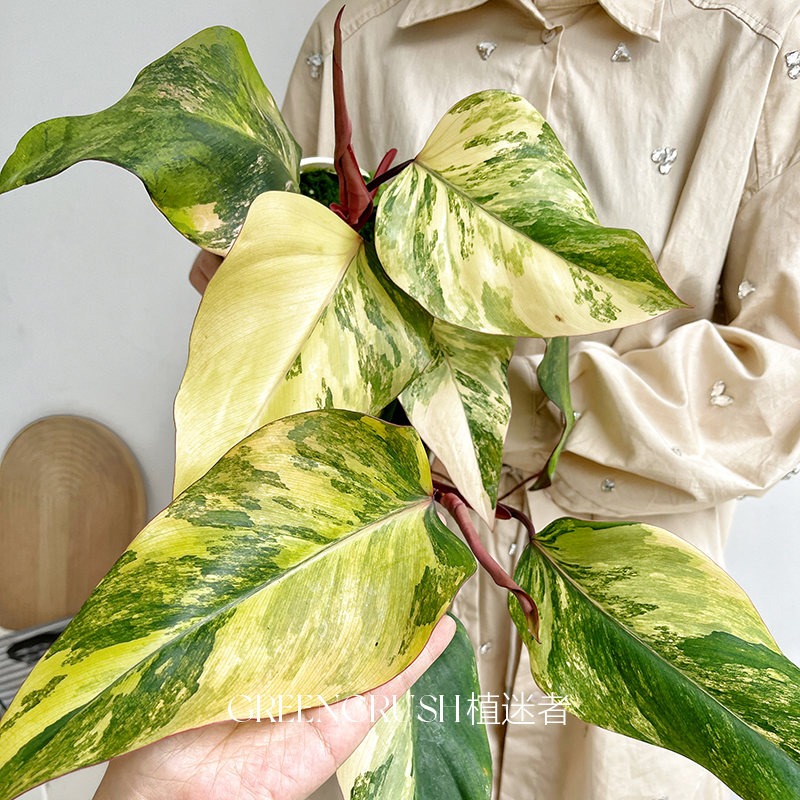 网红精品热植草莓奶昔