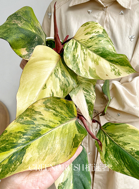 草莓奶昔芒果奶昔蔓绿绒盆栽热植室内客厅阳台绿植观叶植物植迷者