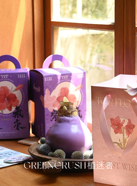 朱顶红蜡球秘鲁马年新年礼物春节送礼封蜡好养懒人植物植迷者开花