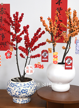 年宵花北美冬青盆栽红果冬青精品盆景情人节女神节礼物花带果发货