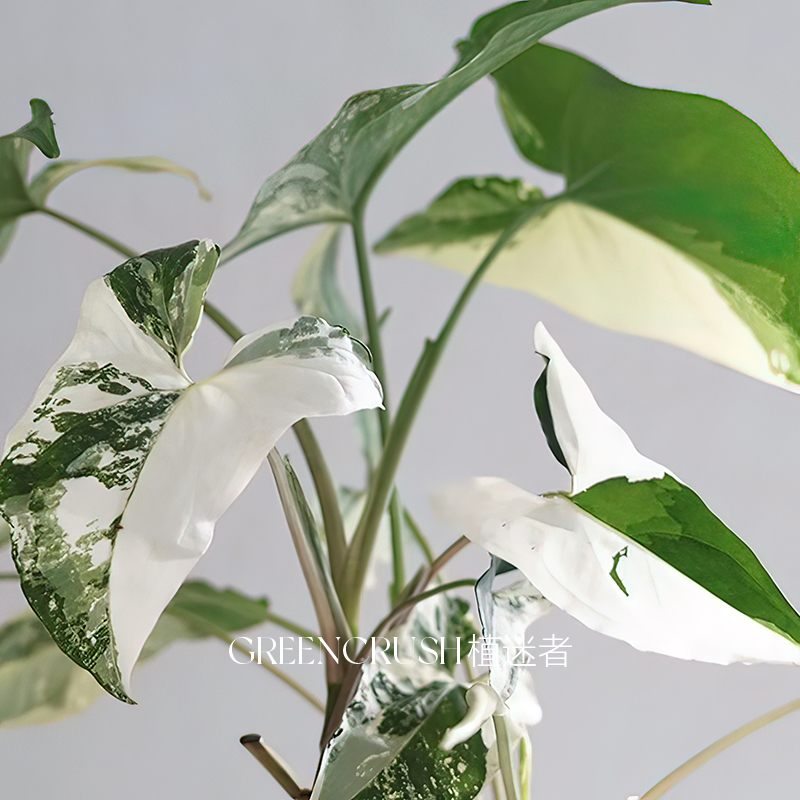 花叶牛奶白锦合果芋 室内阳台植物绿植盆栽耐热好养 植迷者,鲜花速递/花卉仿真/绿植园艺,海芋,淘宝优惠券,粉丝福利购,淘宝优惠卷