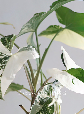 花叶牛奶白锦合果芋 室内阳台植物绿植盆栽耐热好养 植迷者