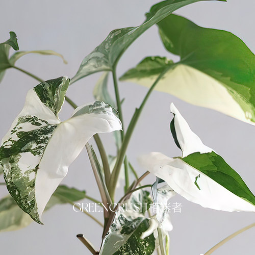 花叶牛奶白锦合果芋 室内阳台植物绿植盆栽耐热好养 植迷者