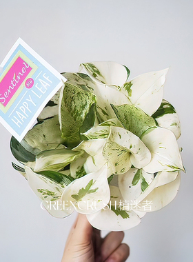 快乐叶子Happy Leaf 锦叶油画绿萝荷兰原盆进口植物盆栽 植迷者