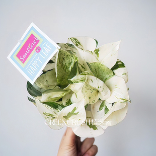 植迷者 锦叶油画绿萝荷兰原盆进口植物盆栽 快乐叶子Happy Leaf