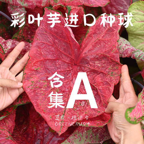彩叶芋进口种球合集A莫奈.植迷者