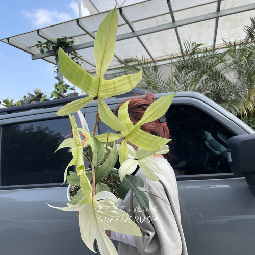 佛罗里达幽灵飞机蔓绿绒盆栽