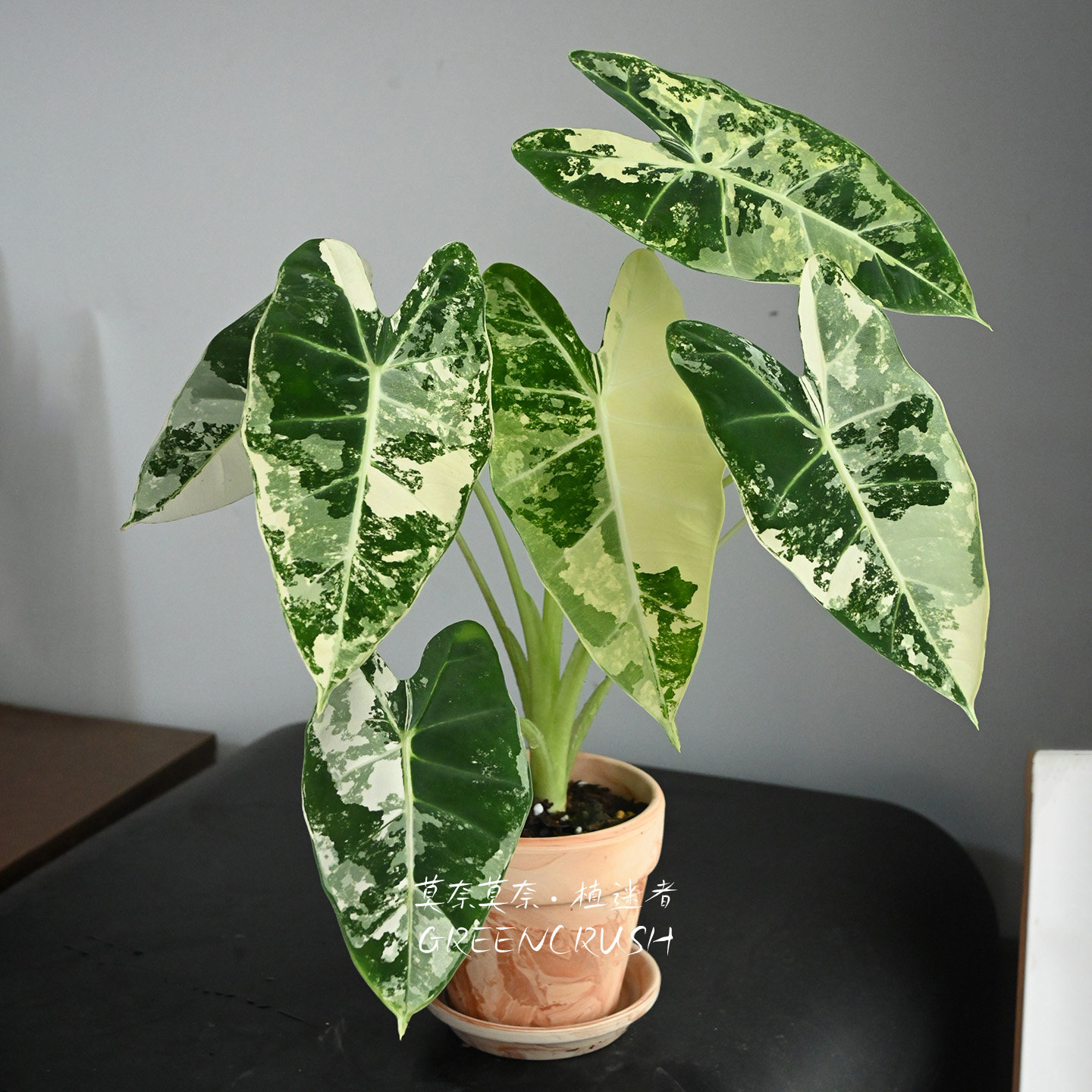 绿色天鹅绒绿天鹅锦海芋绒毛质感花叶带锦植物绿鹅锦绿植植迷者