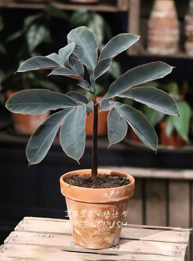 新奇室内热植蛊百合盆栽