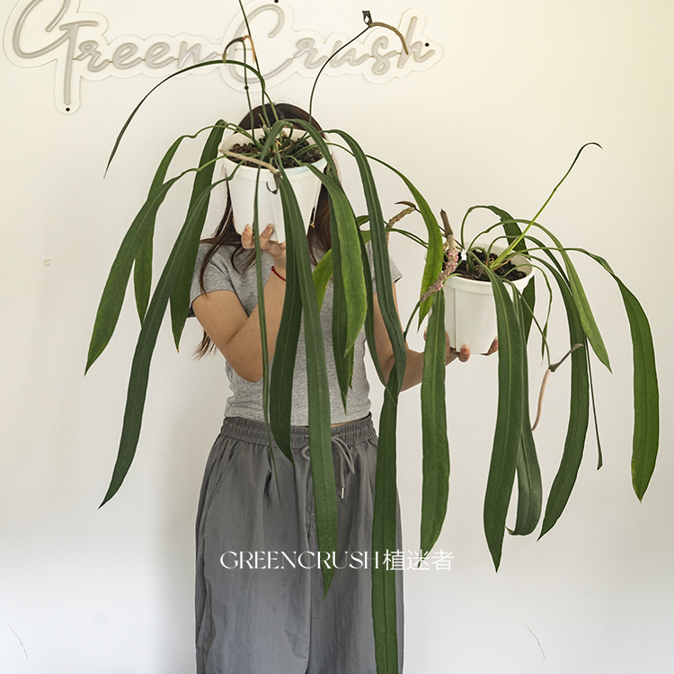 ins风网红热植领带花烛