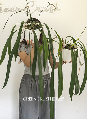 维塔领带花烛贝克利火鹤后网红热植室内绿植盆栽植迷者