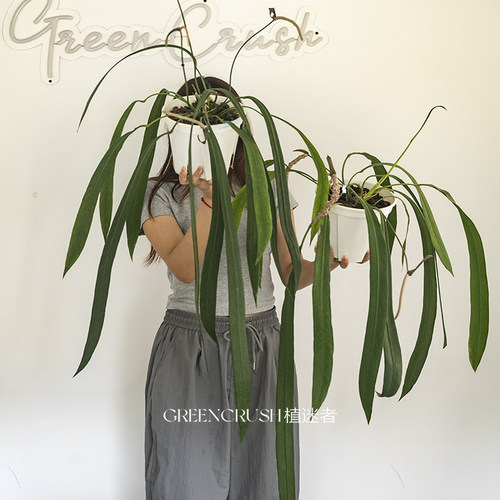 维塔领带花烛贝克利火鹤后网红热植室内绿植盆栽植迷者