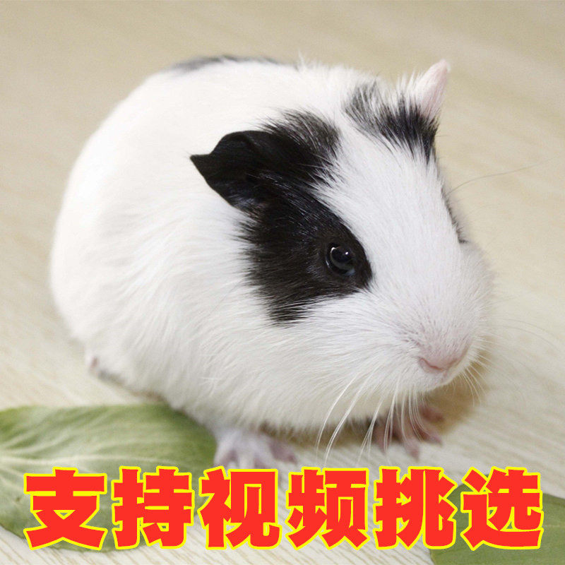 自家繁殖黑白色荷兰猪活体荷兰鼠活物天竺宝宝家养健康包活