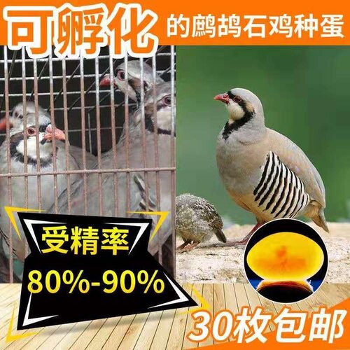 鹧鸪种蛋石鸡种蛋可孵化