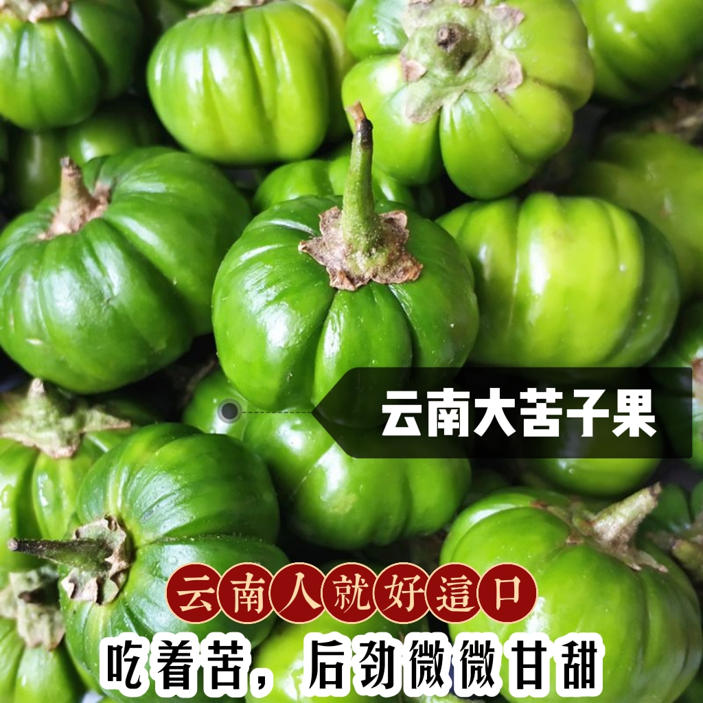云南特色苦子果傣味 野味蔬菜野菜苦茄子刺茄大苦果洋茄子包邮