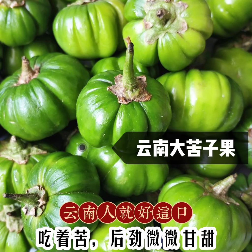 云南特色苦子果傣味野味蔬菜野菜苦茄子刺茄大苦果洋茄子包邮