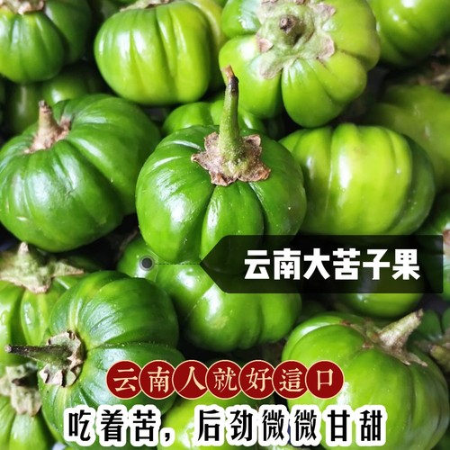云南特色苦子果傣味 野味蔬菜野菜苦茄子刺茄大苦果洋茄子包邮