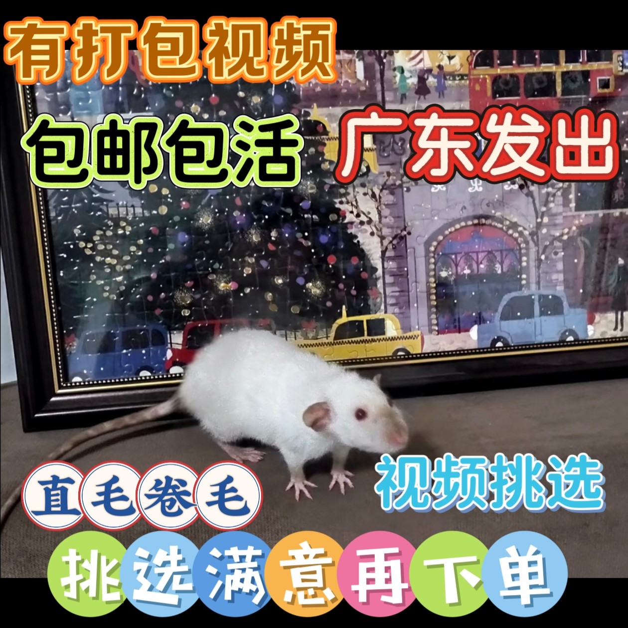缎子鼠活体活物网红迷你宠物可爱的小老鼠小白鼠老鼠活物段子鼠