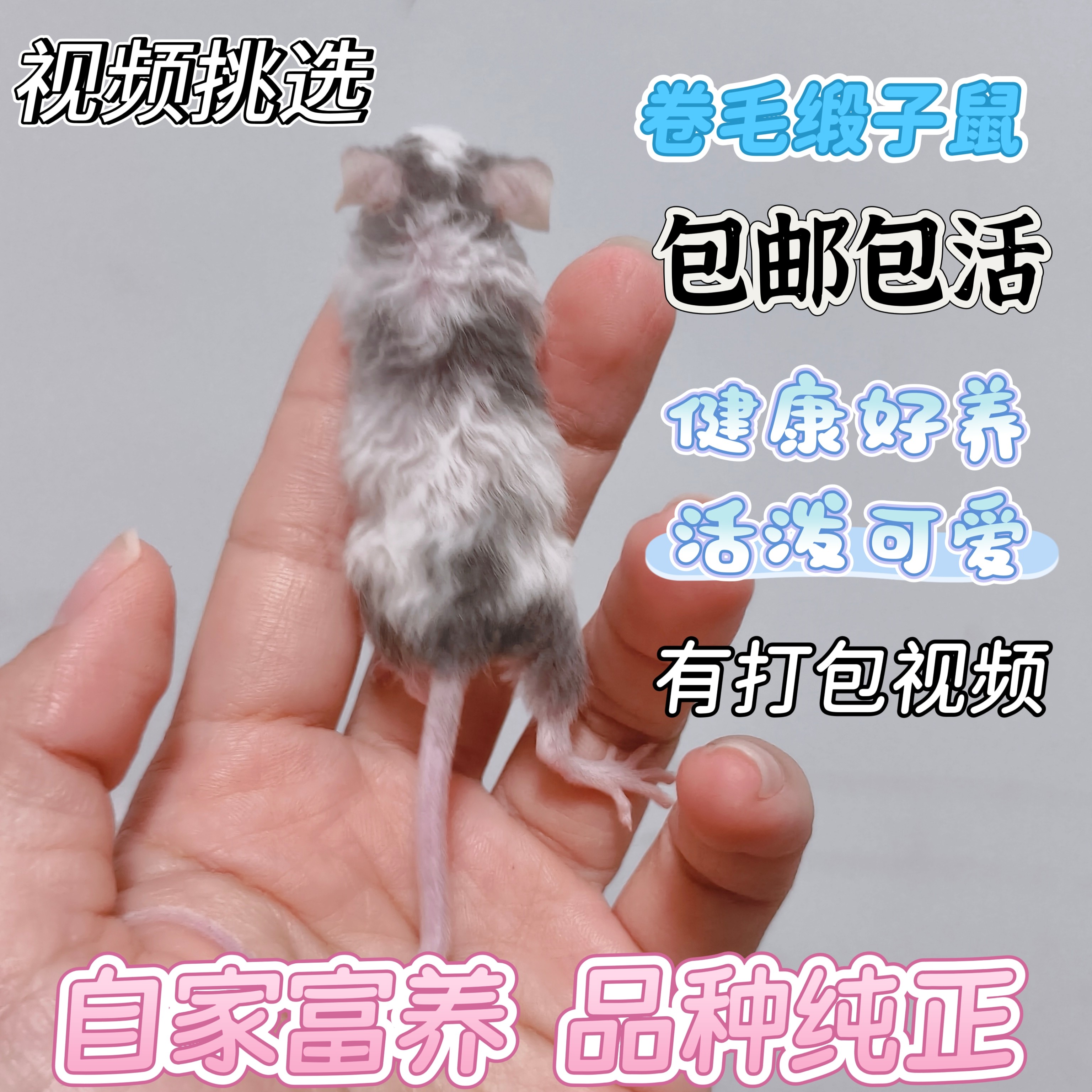 美血缎子鼠卷毛长不大宿舍桌面小宠家养亲人宠物鼠小白鼠可爱活体