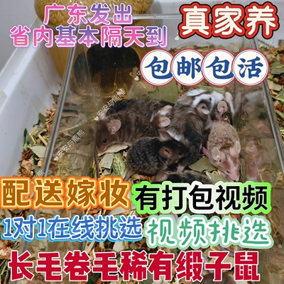 美血缎子鼠卷毛长不大宿舍桌面小宠家养亲人宠物鼠小白鼠可爱活体