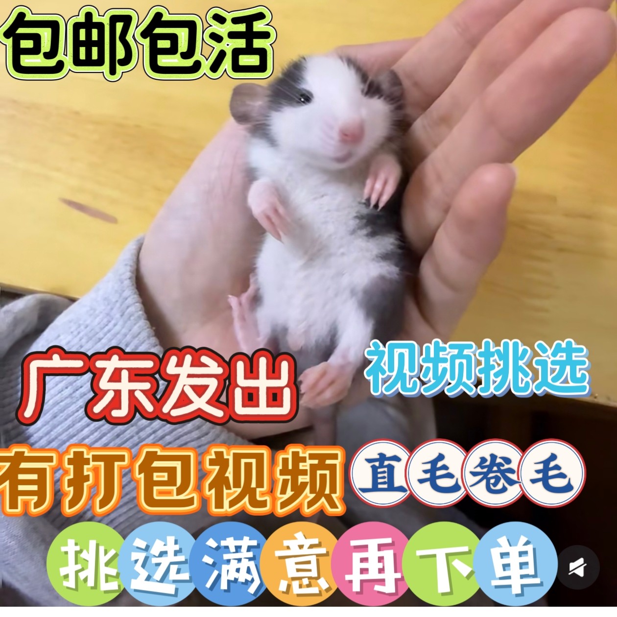纯美血长卷毛缎子鼠活物活体宠物体亲人幼崽暹罗小型迷你网红宠物