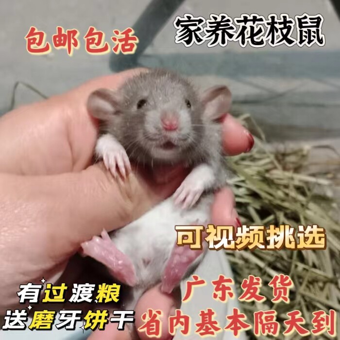 花枝鼠活体卷毛易养家养粘人小宠仓鼠