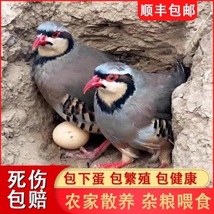 【包活到家】鹧鸪活鸟一对石鸡呱呱鸡飞龙鸟嘎啦朶拉鸡