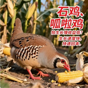 【包活到家】鹧鸪活鸟活体呱呱鸡石鸡飞龙鸟花鸽子活苗包活到家