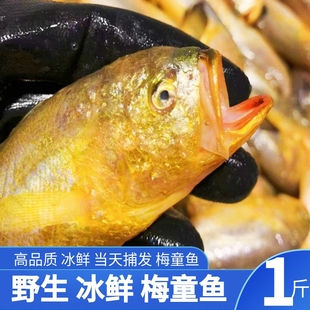 梅童鱼 舟山海捕 细眼梅童鱼 热气 冰鲜梅子鱼 大头宝 冰鲜发货