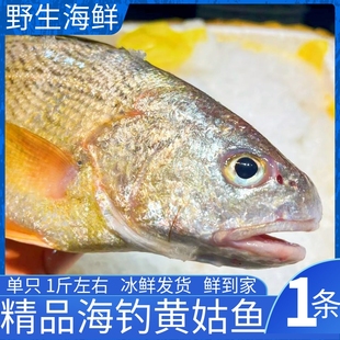 黄姑鱼 春子鱼 黄婆鸡 黄三 舟山海鲜天然海钓鱼新鲜 按条卖