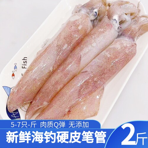 舟山笔管海钓新鲜魷鱼