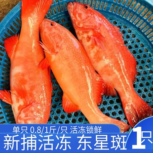 东星斑深海海捕石斑鱼红星燕尾石斑鱼鲜活速冻红石斑特大老虎斑