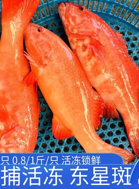 深海东星斑大红石斑鱼