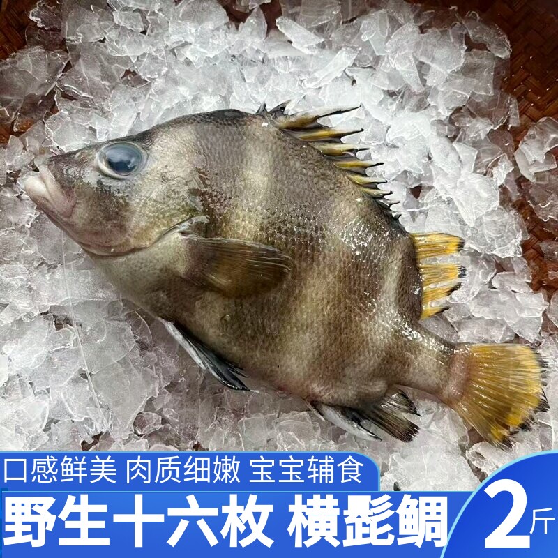 舟山海捕横带髭鲷十六枚鱼