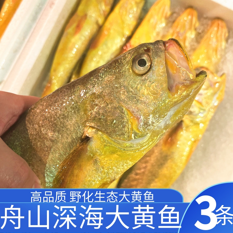 黄花鱼舟山海鲜大黄鱼半野生